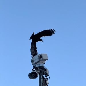 Meet your Posher, 乐安